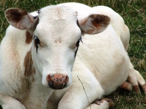 image of a cow