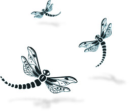 Image of dragonflies