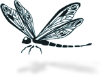 Image of dragonfly