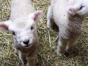 Image of lambs